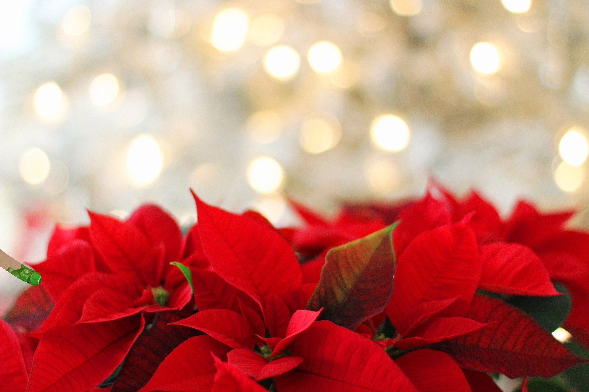 poinsettia-g2e0509b91_1920.jpg