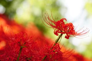 お彼岸のお花・仏花